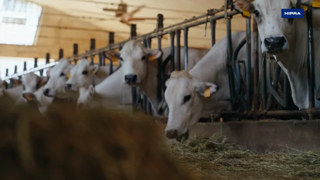 Simplified protocols and whole herd protection