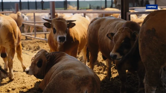 Enhanced performance and improved productivity