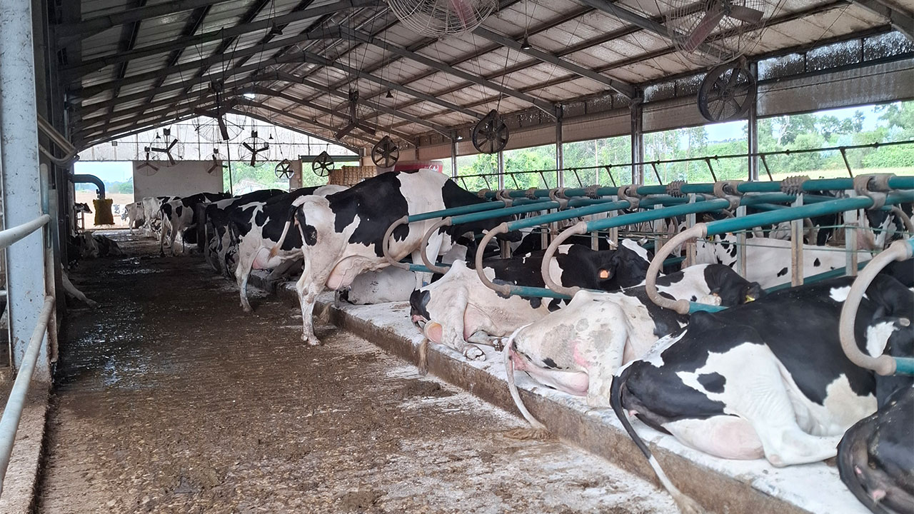 “DIVENCE® makes it possible to simplify the vaccination plan and health monitoring” 