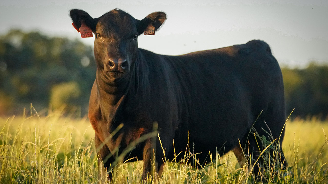 O balanço que a HIPRA Portugal faz da comercialização da nova gama de vacinas DIVENCE, ao final de um ano do seu lançamento, é francamente positivo.